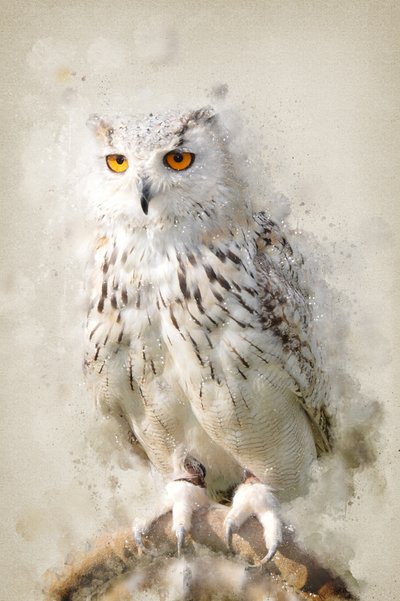 Majestic Snowy Owl Gaze by Ema Paraschiv
