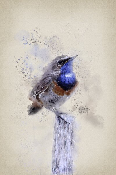 Serene Watercolor Bluethroat by Ema Paraschiv
