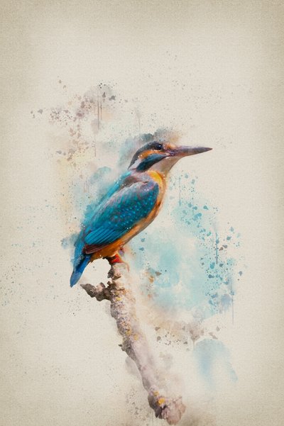 Vibrant Kingfisher Watercolor by Ema Paraschiv