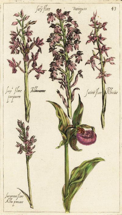 Different Varieties of European Orchids, Lady