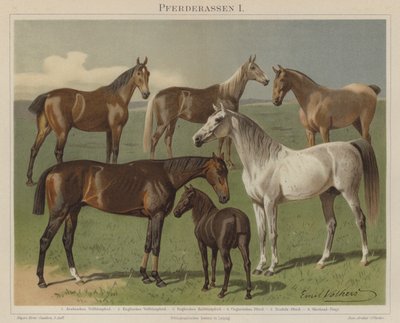 Horse Breeds by Emil Volkers
