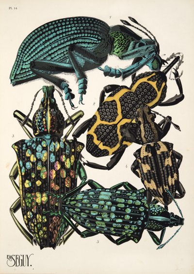 Plate 14 from Insectes, pub. 1930