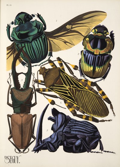 Plate 15 from Insectes, pub. 1930