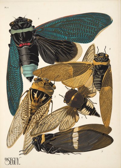 Plate 1 from Insectes, pub. 1930
