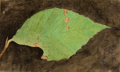 Smaller Spotted Beach Leaf Edge Caterpillar, late 19th-early 20th century by Emma Beach Thayer