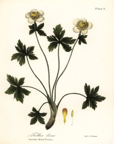 American Globe Flower or American Spreading Globeflower, Trollius laxus by Endicott Endicott
