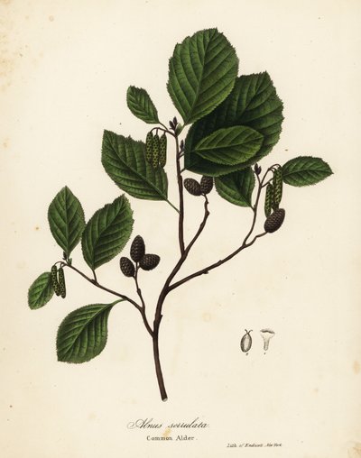 Common Alder, Hazel Alder or Smooth Alder, Alnus Serrulata by Endicott Endicott
