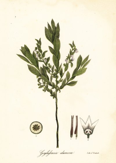 Dwarf huckleberry, bush huckleberry or gopherberry by Endicott Endicott