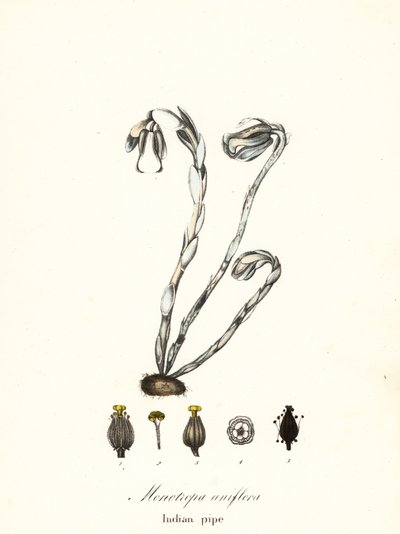 Ghost Plant, Ghost Pipe, Indian Pipe or Corpse Plant, Monotropa uniflora by Endicott Endicott