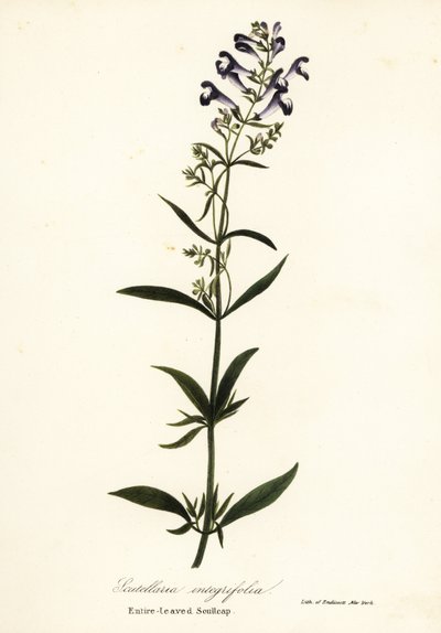 Helmet Flower, Helmet Skullcap or Entire-Leaved Scullcap, Scutellaria integrifolia by Endicott Endicott