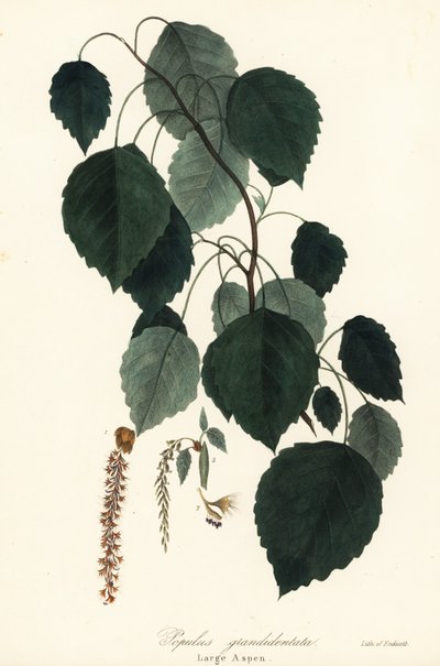 Large Aspen, Populus grandidentata by Endicott Endicott
