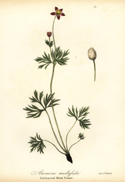 Pacific Anemone or Cut-leaved Windflower, Anemone Multiflida by Endicott Endicott