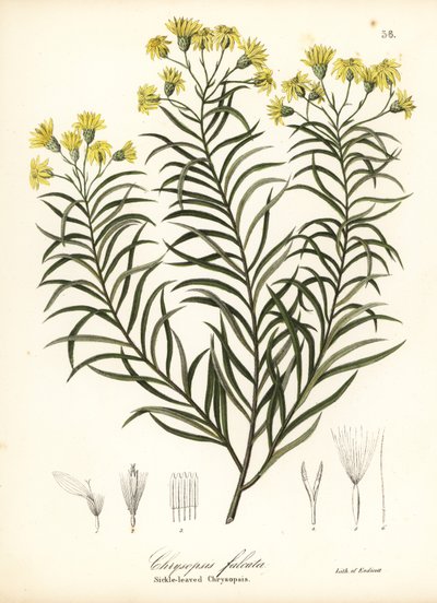 Sickleleaf Silkgrass or Sickle-leaved Golden Aster, Pityopsis Falcata by Endicott Endicott