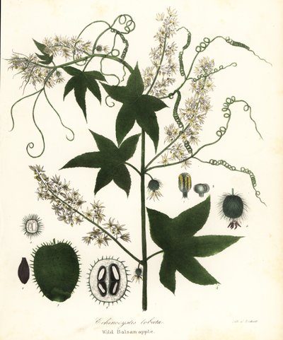 Wild Cucumber, Prickly Cucumber, Bur Cucumber or Wild Balsam Apple, Echinocystis Lobata by Endicott Endicott