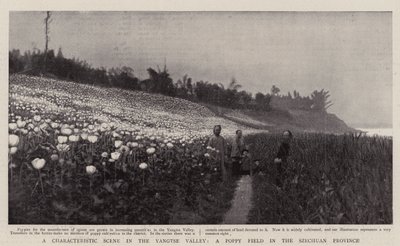A Characteristic Scene in the Yangtse Valley, a Poppy Field in the Szechuan Province by English Photographer