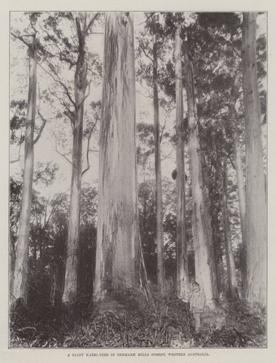 A Giant Karri-Tree in Denmark Hills Forest, Western Australia by English Photographer
