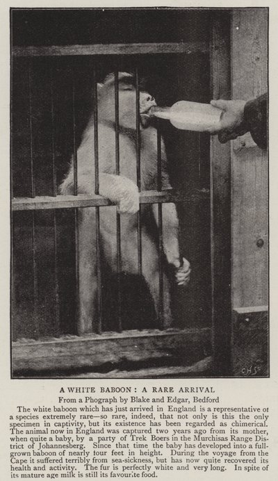 A White Baboon, a Rare Arrival by English Photographer