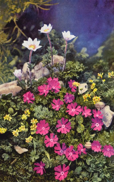 Alpine flowers: Draba Aizoides with Primula Minima (centre) and Anemone Baldensis (back) by English Photographer