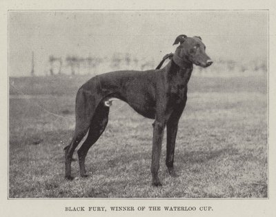 Black Fury, Winner of the Waterloo Cup by English Photographer