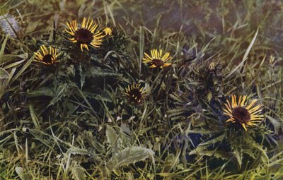 Carline Thistles by English Photographer