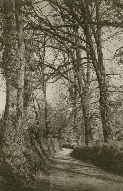 Cockington Lane, Devonshire, near Torquay by English Photographer