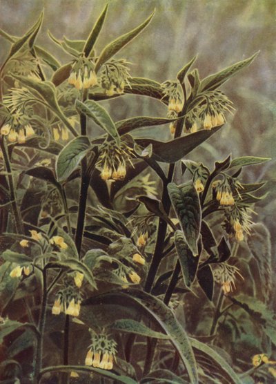 Comfrey by English Photographer