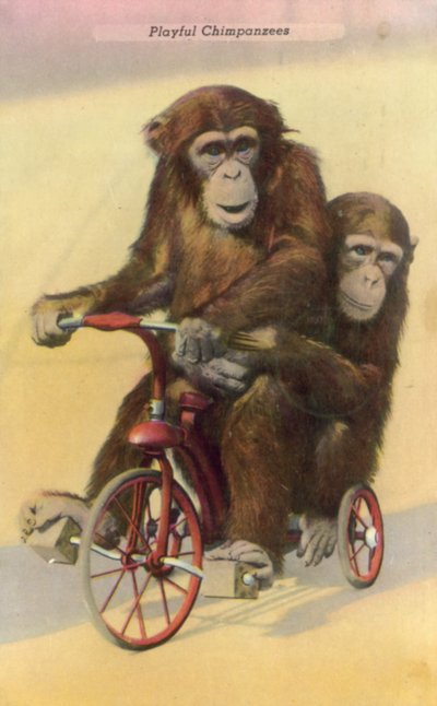 Cycling chimpanzees by English Photographer