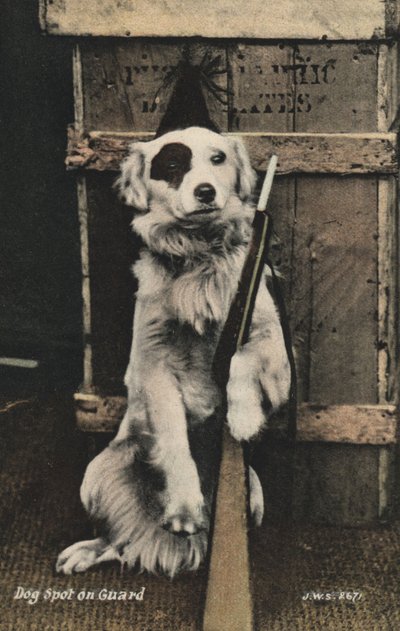 Dog holding a gun by English Photographer