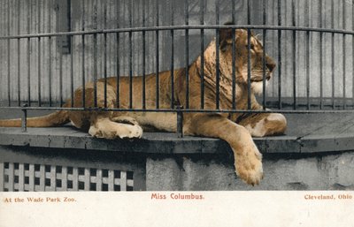 Female lion, Miss Columbus, Wade Park Zoo, Cleveland, Ohio by English Photographer