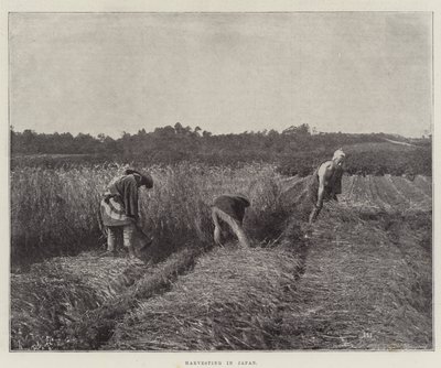 Harvesting in Japan by English Photographer