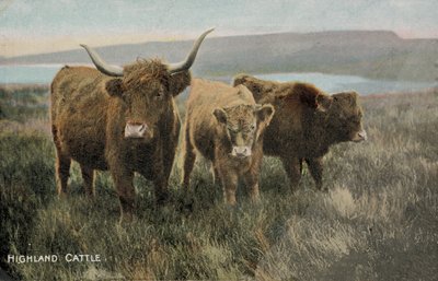 Highland Cattle by English Photographer