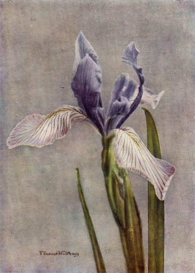 I Longipetala, A Fine Apogon Iris by English Photographer
