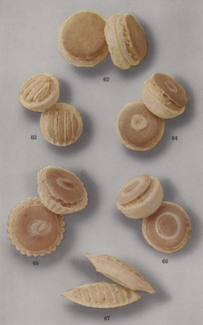 Illustration for marzipan brochure by English Photographer