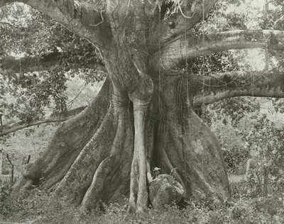Jamaica: Tom Cringles Cotton Tree, Spanish Town Road by English Photographer