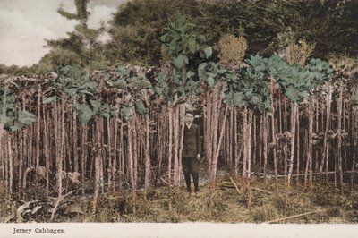Jersey cabbages by English Photographer