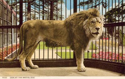 Lion at Bristol Zoo by English Photographer