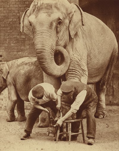 Manicure at the Zoo Beauty Parlour by English Photographer