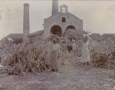Newcastle Plantation, 1880 by English Photographer