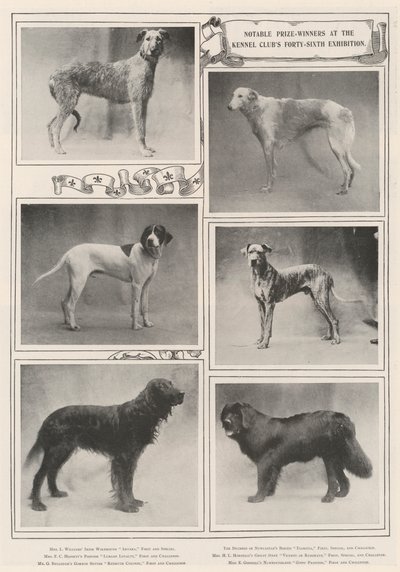 Notable Prize-Winners at the Kennel Clubs Forty-Sixth Exhibition by English Photographer