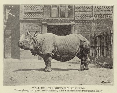Old Jim, the Rhinoceros at the Zoo by English Photographer