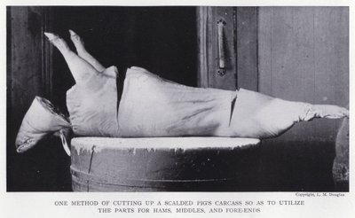 One method of cutting up a scalded pig