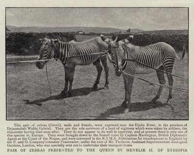 Pair of Zebras presented to the Queen by Menelik II of Ethiopia by English Photographer