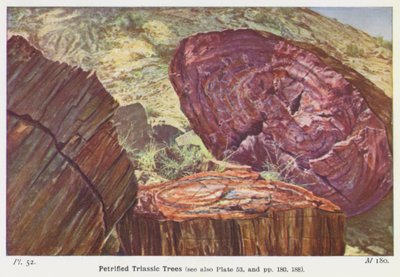 Petrified Triassic Trees by English Photographer
