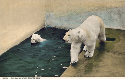 Polar bears, Bristol Zoo by English Photographer