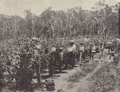 Raspberry Pickers at Work, Wandin Yallock by English Photographer