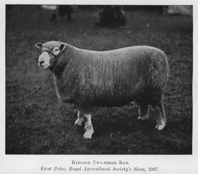 Ryeland Two-shear Ram, First Prize, Royal Agricultural Society
