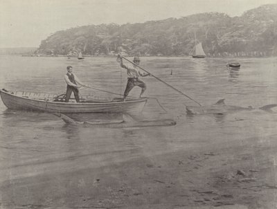 Shark Fishing, Chowder Bay by English Photographer