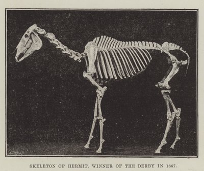 Skeleton of Hermit, Winner of the Derby in 1867 by English Photographer