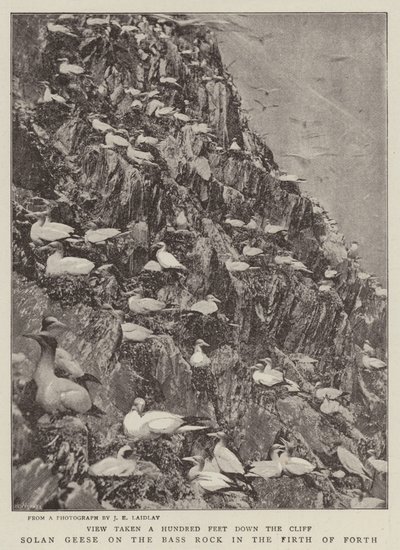 Solan Geese on the Bass Rock in the Firth of Forth by English Photographer