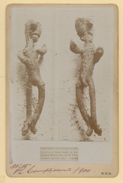 Specimen of Horseradish by English Photographer